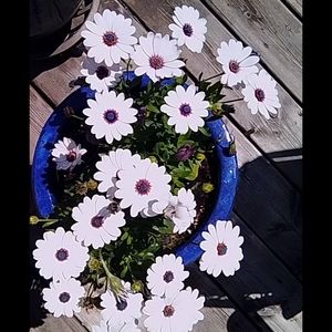 Meet your Posher, susanne